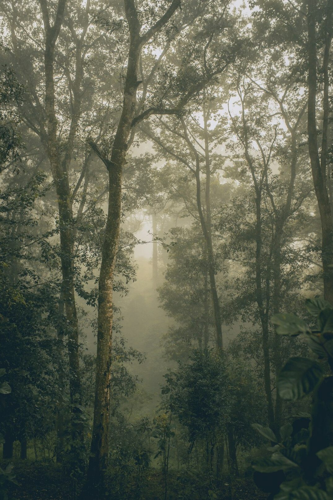 Misty forest with tall trees at dawn