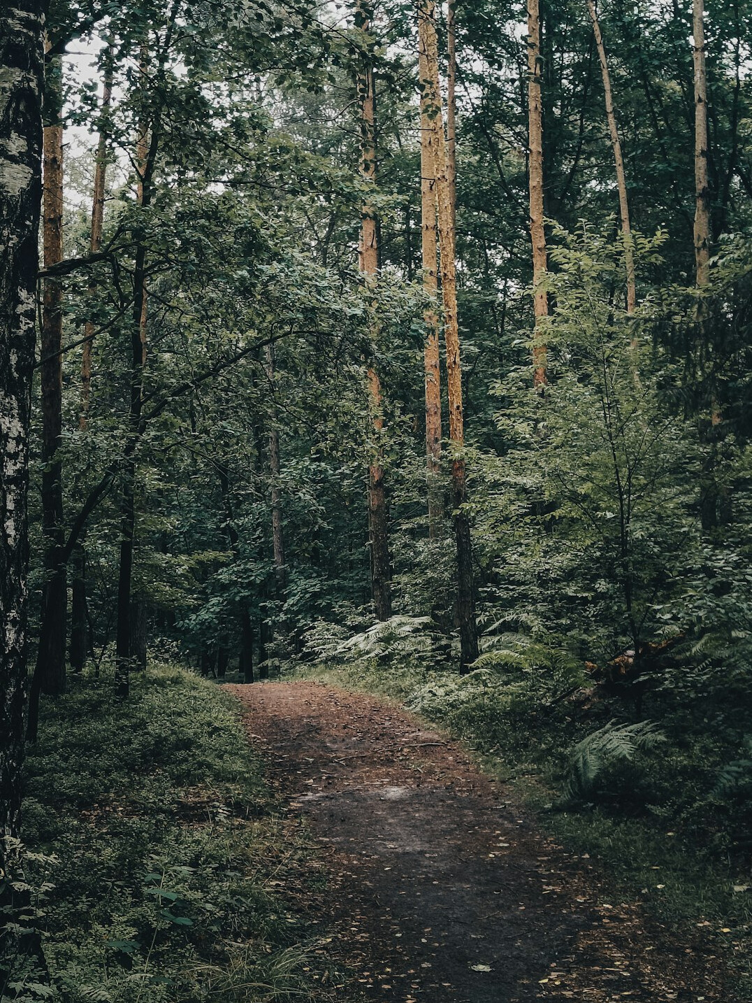 mazury lake trail hiking